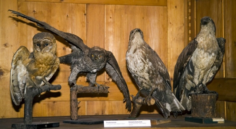 L'unico imbalsamatore di Bari: �Cos� non ci si separa dal proprio animale�